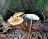 Crinipellis zonata image