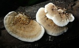 Steccherinum subrawakense image