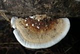 Steccherinum subrawakense image