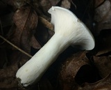 Lactarius piperatus image