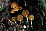Boletus curtisii image