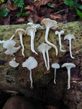 Cuphophyllus buccinulus image