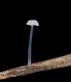 Mycena guzmanii image