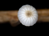 Mycena guzmanii image