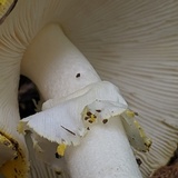 Amanita elongata image