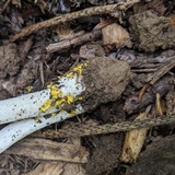 Amanita elongata image