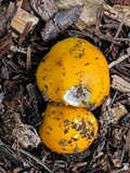 Amanita elongata image