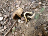 Stropharia coronilla image