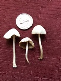 Conocybe apala image