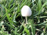 Conocybe apala image