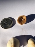 Conocybe apala image