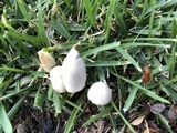 Conocybe apala image
