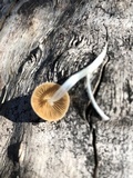 Conocybe apala image