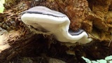 Fomitopsis mounceae image