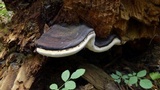Fomitopsis mounceae image