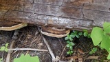 Fomitopsis mounceae image