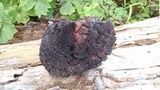 Echinodontium tinctorium image