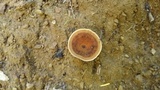 Coltricia perennis image