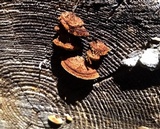 Gloeophyllum sepiarium image