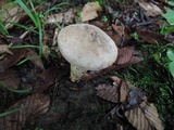 Retiboletus griseus image
