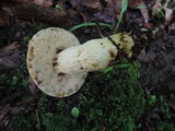 Retiboletus griseus image