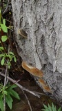 Phellinus igniarius image