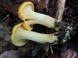 Cantharellus phasmatis image