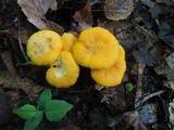 Cantharellus phasmatis image