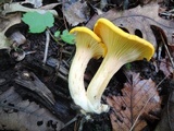 Cantharellus phasmatis image