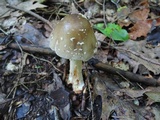 Amanita brunnescens image