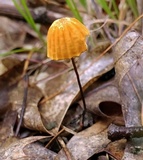 Marasmius siccus image