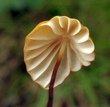 Marasmius siccus image