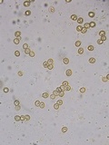 Pluteus thomsonii image