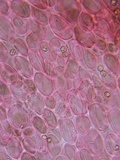 Pluteus thomsonii image