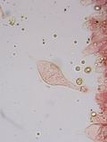 Pluteus thomsonii image