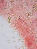 Pluteus thomsonii image