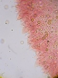 Pluteus thomsonii image