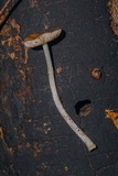 Pluteus thomsonii image