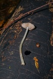 Pluteus thomsonii image