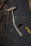 Pluteus thomsonii image