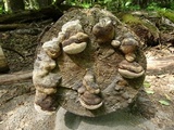 Fomitopsis mounceae image