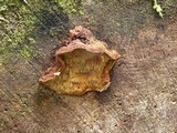 Phellinus gilbertsonii image