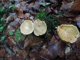 Xanthoconium affine image