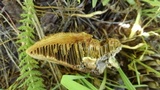 Coriolopsis gallica image