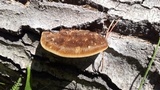Coriolopsis gallica image