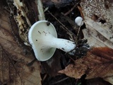 Clitopilus prunulus image