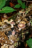 Panus lecomtei image