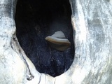 Phellinus igniarius image