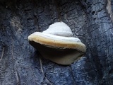 Phellinus igniarius image