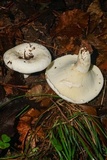 Lactarius piperatus image